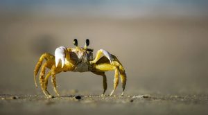 free family weekend - crabbing