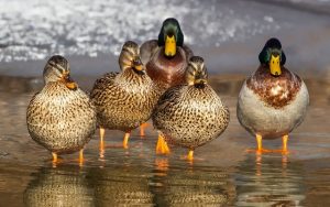 free family weekend - feed the ducks