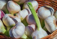 How to Grow Garlic in Your Own Garden Growing Garlic in Autumn
