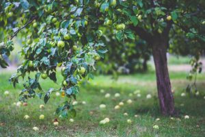 Pick your own apples