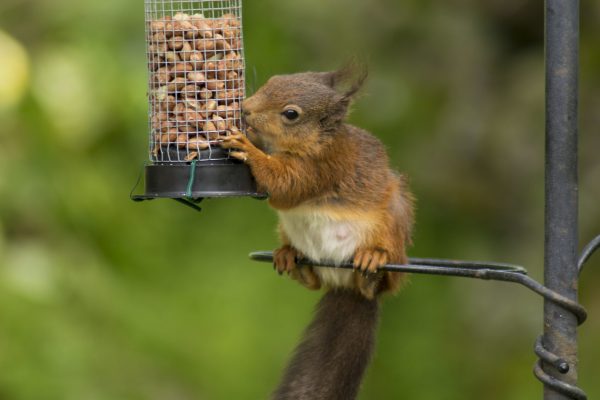 How to Stop Squirrels Eating your Bird Food - Day Nest