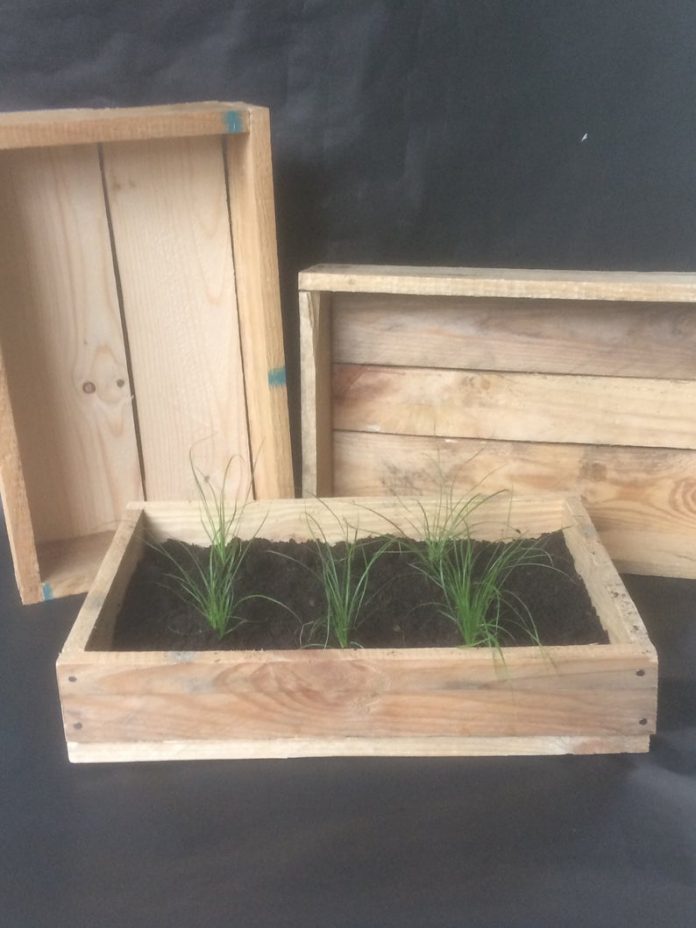 Recycled Seed Tray
